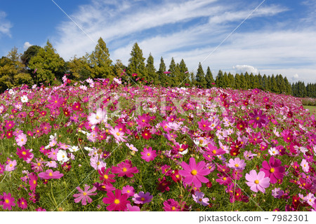 生駒高原的宇宙1 生駒高原的宇宙1 7982301