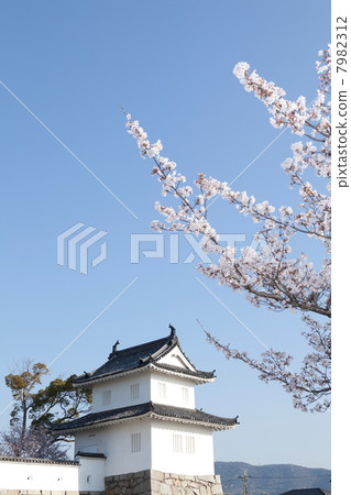 Cherry blossoms of Ako castle 7982312