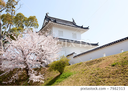 Ako城堡櫻花 7982313