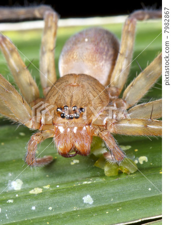 Tropical spider with 8 eyes. On a leaf in rainforest, Ecuador Tropical spider with 8 eyes. On a leaf in rainforest, Ecuador 7982867