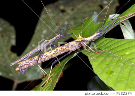 Stick insects (Pseudophasma bispinosa) mating, Ecuador Stick insects (Pseudophasma bispinosa) mating, Ecuador 7982874