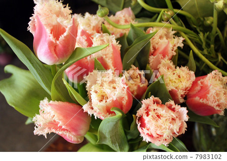 Tulip Tulip 7983102