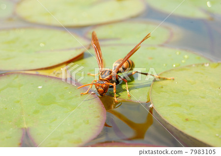Hornet Hornet 7983105
