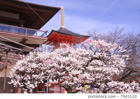 在Nakayamadera（寶塚）開花的李子 7983120