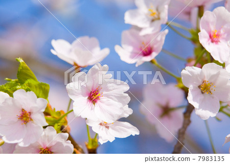 Cherry Blossoms	 7983135