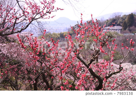 從Nakasendoji（寶塚）的竹林可以看到Koshiyama 7983138
