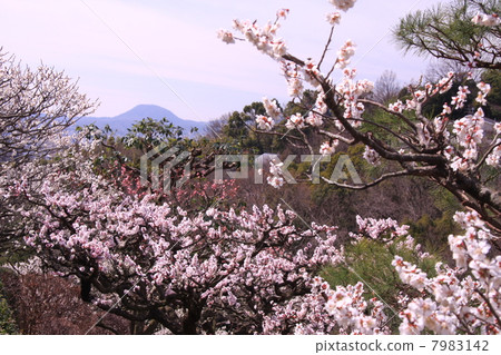 從Nakasendoji（寶塚）的竹林可以看到Koshiyama 7983142