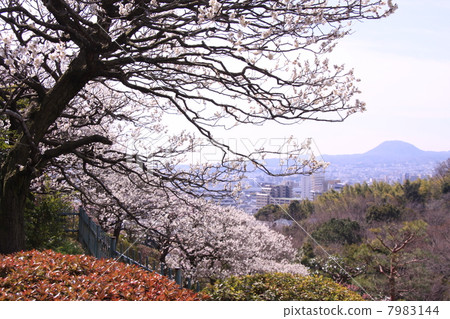 從Nakasendoji（寶塚）的竹林可以看到Koshiyama 7983144