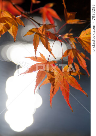 Autumn leaves Autumn leaves 7983285