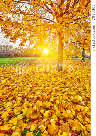 Sunny autumn foliage 7983303