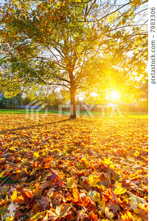 Sunny autumn foliage 7983306