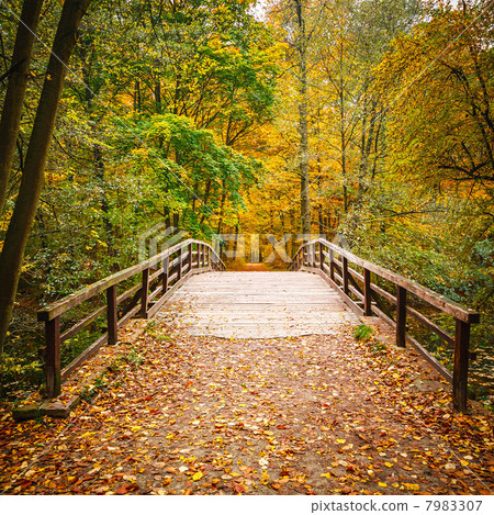 Bridge in autumn forest 7983307