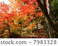 Autumn leaves 7983328