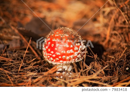 mushroom 7983418
