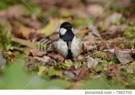 Familiar wild bird ~ tits ~ 7983700