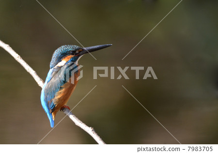 Familiar wild bird ~ kingfisher 7983705