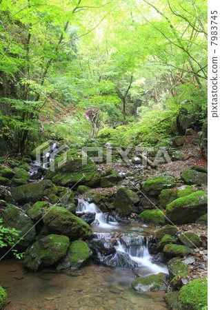 Shiratani-zawa 7983745