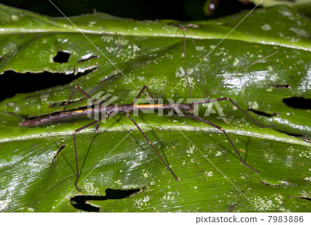 A stick insect on leaf in the rainforest, ecuador. A stick insect on leaf in the rainforest, ecuador. 7983886