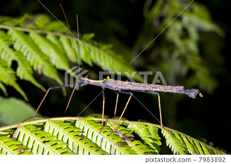 Stick insect (Pseudophasma bispinosa) on a fern leaf in the rainforest, Ecuador Stick insect (Pseudophasma bispinosa) on a fern leaf in the rainforest, Ecuador 7983892