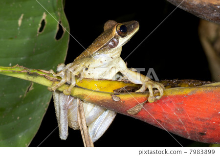 Broad Headed Treefrog (Osteocephalus planiceps) on a red heliconia bract in the Ecuadorian Amazon Broad Headed Treefrog (Osteocephalus planiceps) on a red heliconia bract in the Ecuadorian Amazon 7983899