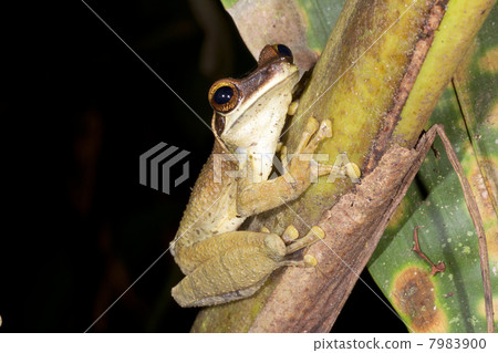 Broad Headed Treefrog (Osteocephalus planiceps) in the Ecuadorian Amazon Broad Headed Treefrog (Osteocephalus planiceps) in the Ecuadorian Amazon 7983900