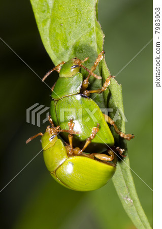 Green beetles mating on a leaf in the rainforest understory, Ecuador Green beetles mating on a leaf in the rainforest understory, Ecuador 7983908