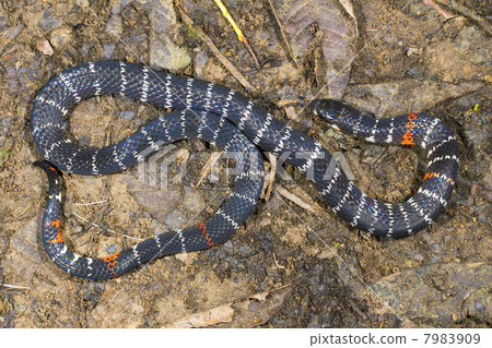Black Ground Snake (Atractus elaps) Black Ground Snake (Atractus elaps) 7983909