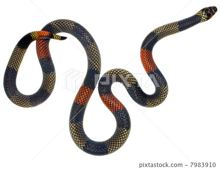 Amazonian Coral Snake (Micrurus spixii obscurus). A venomous snake from the Ecuadorian Amazon. Amazonian Coral Snake (Micrurus spixii obscurus). A venomous snake from the Ecuadorian Amazon. 7983910