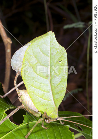 Green leaf mimic katydid concealed in a bush, Ecuador 7983920