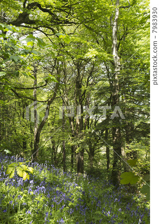 Bluebells (Hyacinthoides non-scripta) growing in a deciduous woodland in Cornwall, UK. Bluebells (Hyacinthoides non-scripta) growing in a deciduous woodland in Cornwall, UK. 7983930