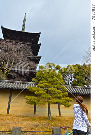 A young woman looking up at the "five-storied pagoda" of Tojo (Kaigokuji Temple) (Minami-ku, Kyoto City) 7983937