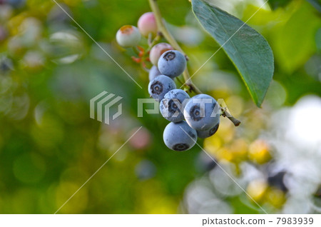 藍莓果子（埼玉縣深谷市） 7983939