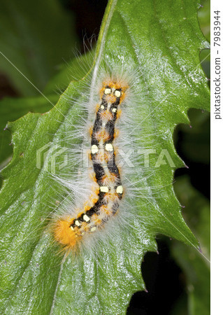 Brightly coloured hairy caterpillar on a leaf in the rainforest, Ecuador 7983944