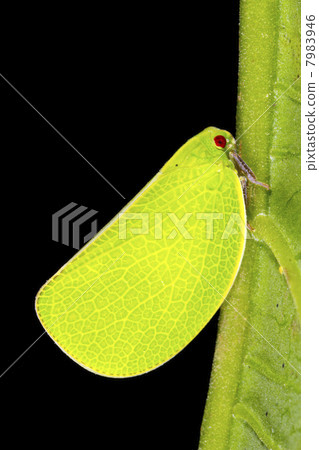 A bright green plant hopper on a rainforest leaf, Ecuador 7983946