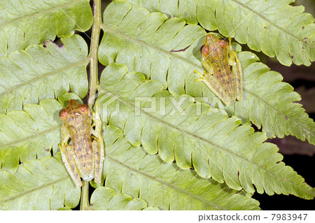 Two juvenile Gunther's Banded Treefrogs (Hypsiboas fasciatus) on 7983947