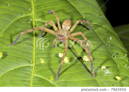 Tropical spider with 8 eyes. On a leaf in rainforest, Ecuador Tropical spider with 8 eyes. On a leaf in rainforest, Ecuador 7983950