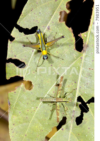 Two brightly coloured tropical grasshoppers sitting on a leaf in 7983951