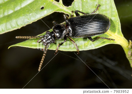 A very large ground beetle (family Carabidae) climing in vegetat A very large ground beetle (family Carabidae) climing in vegetat 7983952