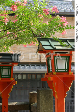 京都祗園的紫色三葉草 京都祗園的紫色三葉草 7983976