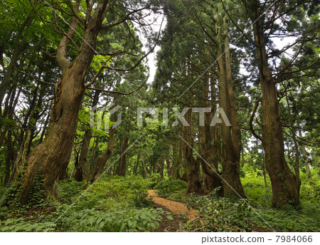 幻想森林 幻想森林 7984066