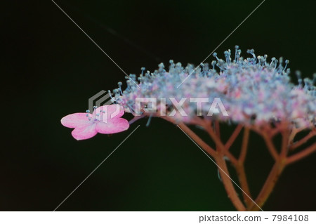 hydrangea hydrangea 7984108