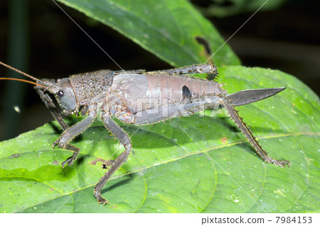 A very large Amazonian bush cricket. Female with ovopositor, Ecuador. 7984153