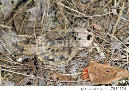 Common Pauraque (Nyctidromus albicollis). A chick camouflaged on the rainforest floor, Ecuador 7984154