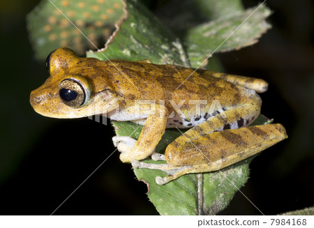 Gunther's Banded Treefrog (Hypsiboas fasciatus) 7984168