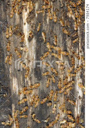 Termites on a plank of wood 7984174