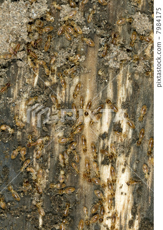 Termites on a plank of wood Termites on a plank of wood 7984175
