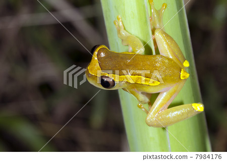 Upper Amazon Treefrog (Dendropsophus bifurcus) Upper Amazon Treefrog (Dendropsophus bifurcus) 7984176
