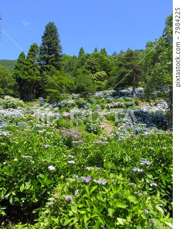 舞鶴天然文化花園繡球花 7984225