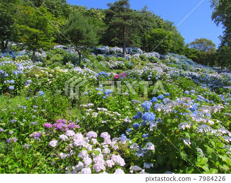 舞鶴天然文化花園繡球花 7984226