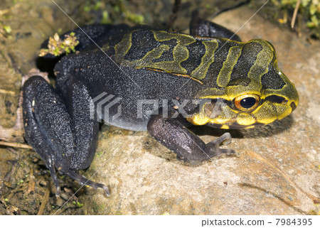 A juvenile Knudsen's Bullfrog (Leptodactylus knudseni), Ecuador A juvenile Knudsen's Bullfrog (Leptodactylus knudseni), Ecuador 7984395